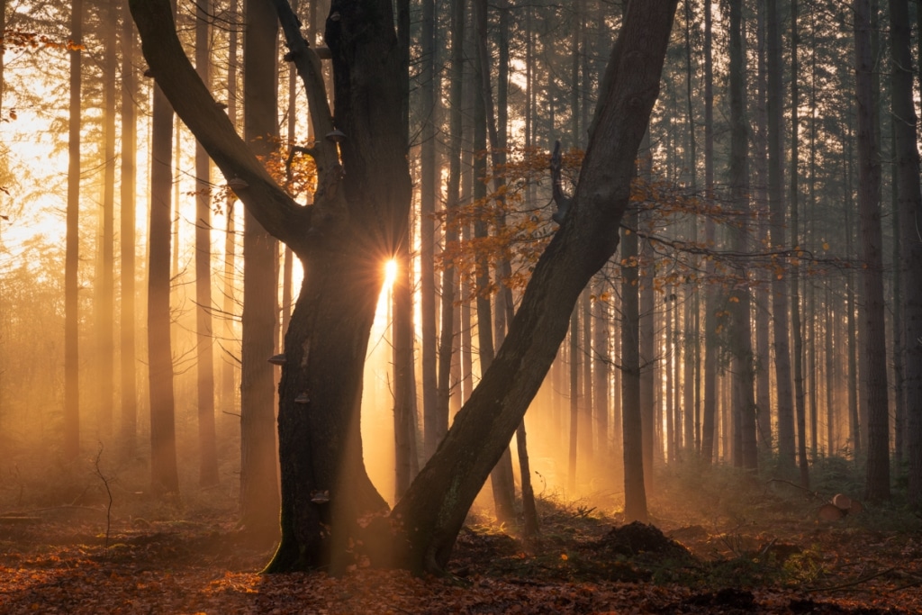 AlbertDros 2 fotografía otoño bosques PaísesBajos naturaleza belleza atmósferas