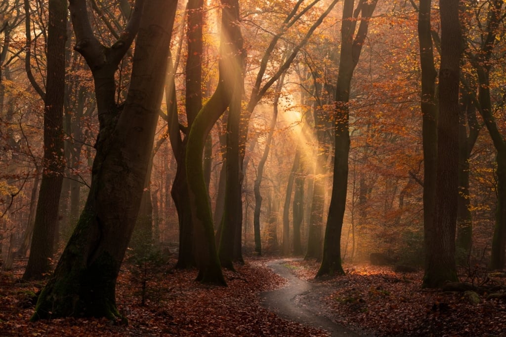 AlbertDros 3 fotografía otoño bosques PaísesBajos naturaleza belleza atmósferas