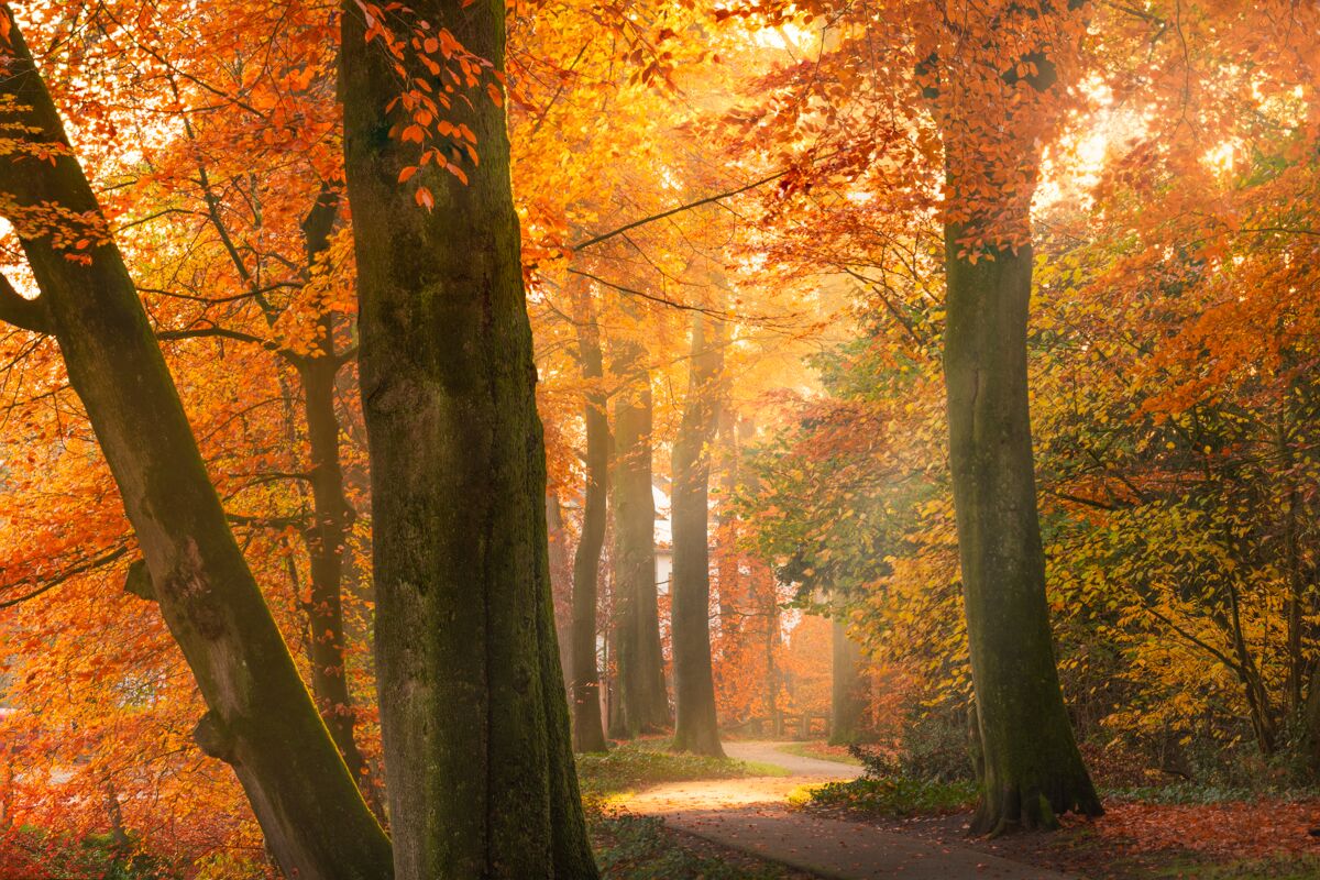 AlbertDros 4 fotografía otoño bosques PaísesBajos naturaleza belleza atmósferas