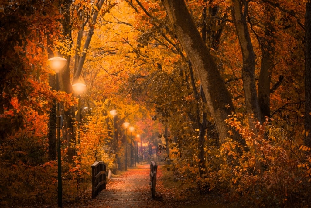 AlbertDros 5 fotografía otoño bosques PaísesBajos naturaleza belleza atmósferas