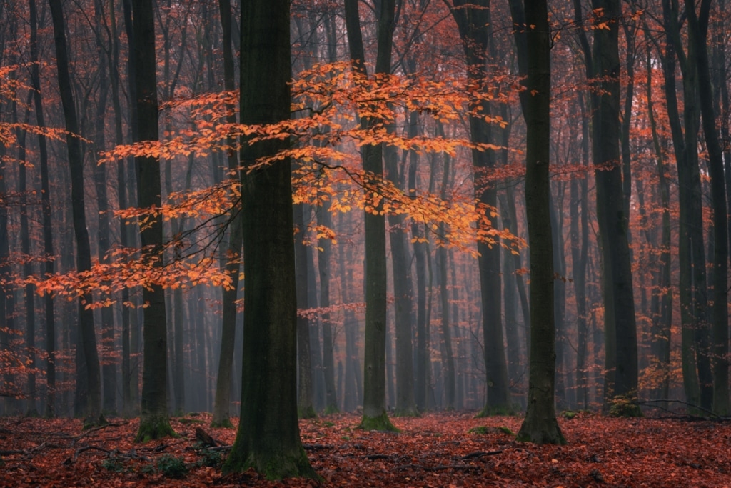 AlbertDros 6 fotografía otoño bosques PaísesBajos naturaleza belleza atmósferas
