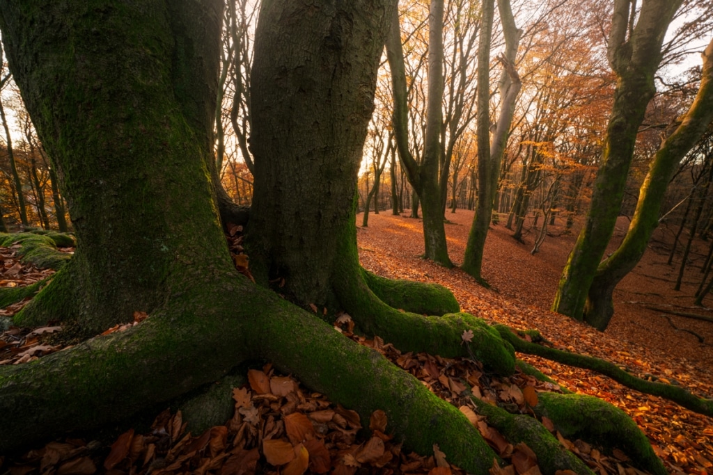 AlbertDros 7 fotografía otoño bosques PaísesBajos naturaleza belleza atmósferas