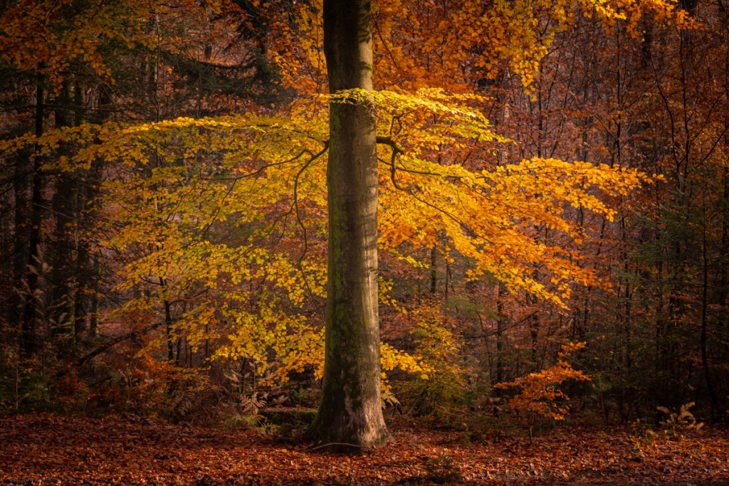 AlbertDros 8 fotografía otoño bosques PaísesBajos naturaleza belleza atmósferas