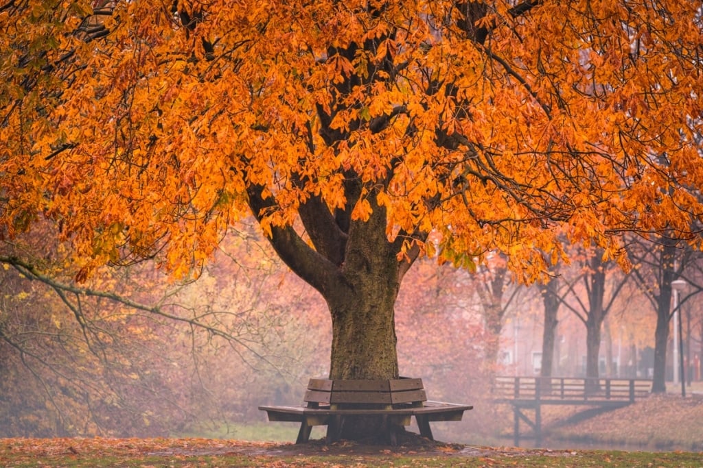 AlbertDros 9 fotografía otoño bosques PaísesBajos naturaleza belleza atmósferas