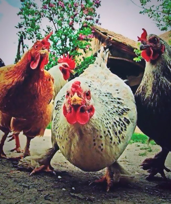 Animales 15 gruposdemúsica portadasdediscos humor reinoanimal humorabsurdo