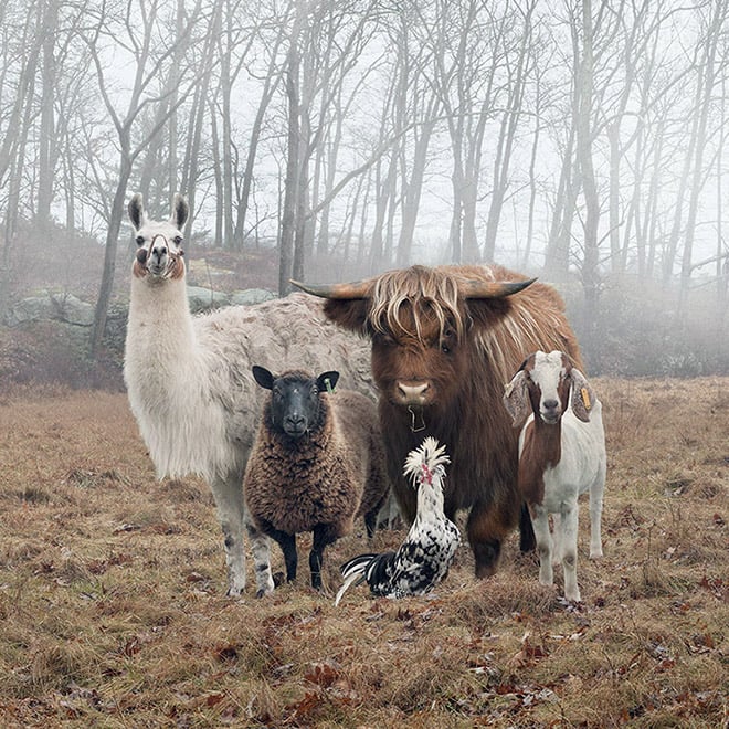 Animales 2 gruposdemúsica portadasdediscos humor reinoanimal humorabsurdo