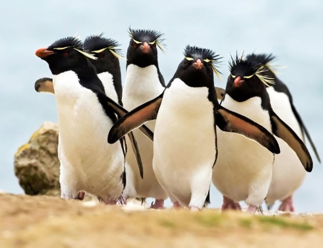 Animales 5 gruposdemúsica portadasdediscos humor reinoanimal humorabsurdo