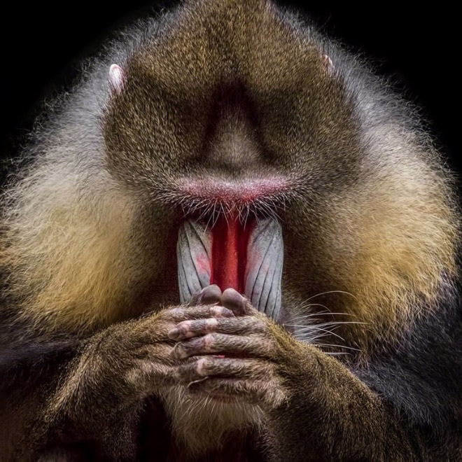 Animales 7 gruposdemúsica portadasdediscos humor reinoanimal humorabsurdo