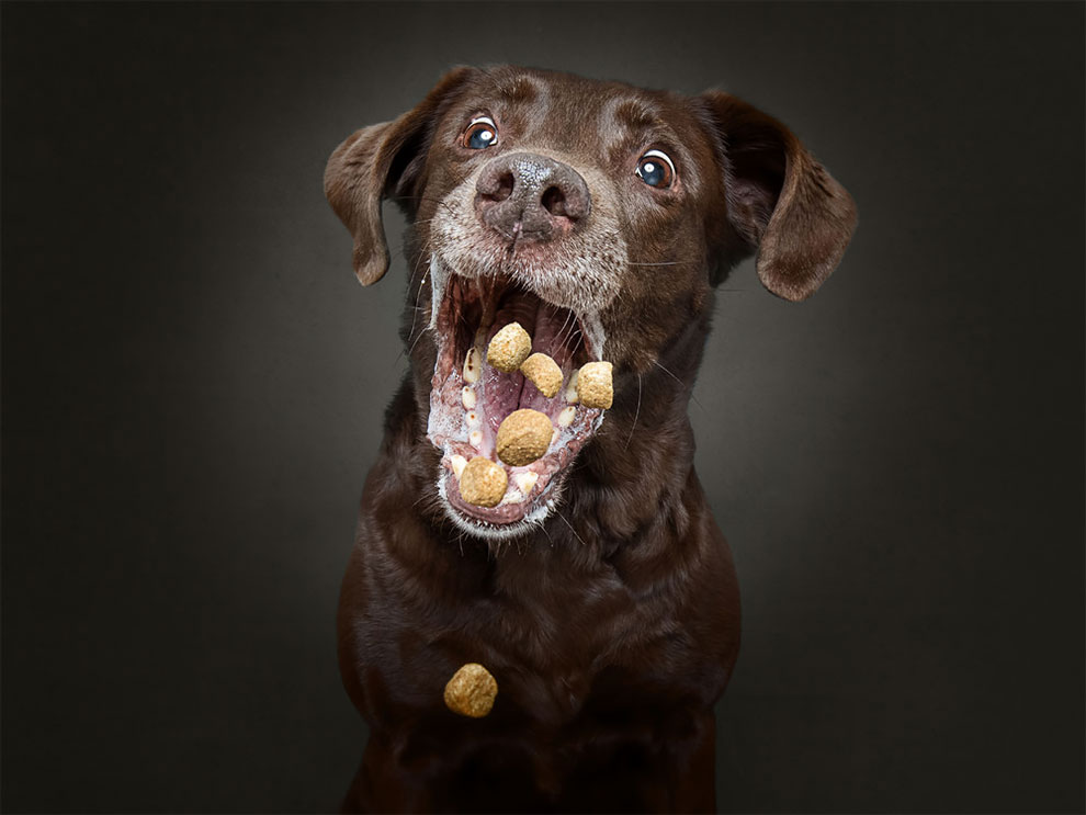 ChristianVieler 10 fotografía perros humor curiosidad animales
