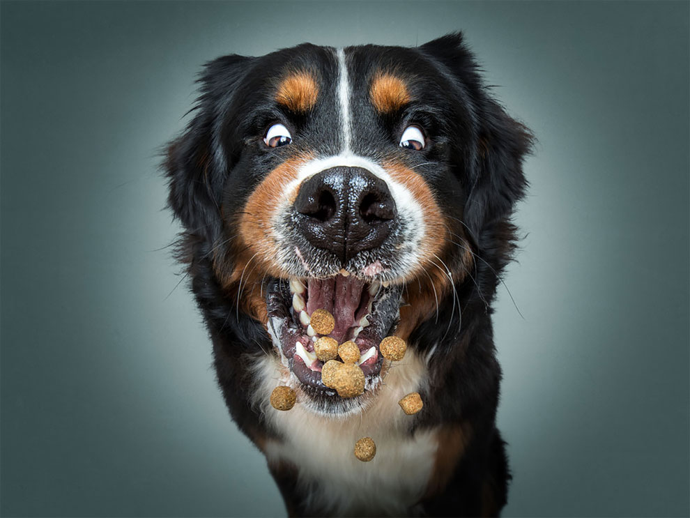 ChristianVieler 1 fotografía perros humor curiosidad animales