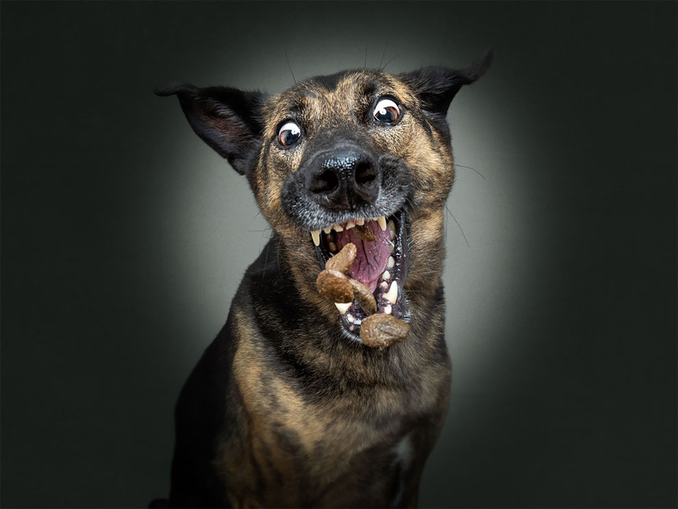 ChristianVieler 2 fotografía perros humor curiosidad animales