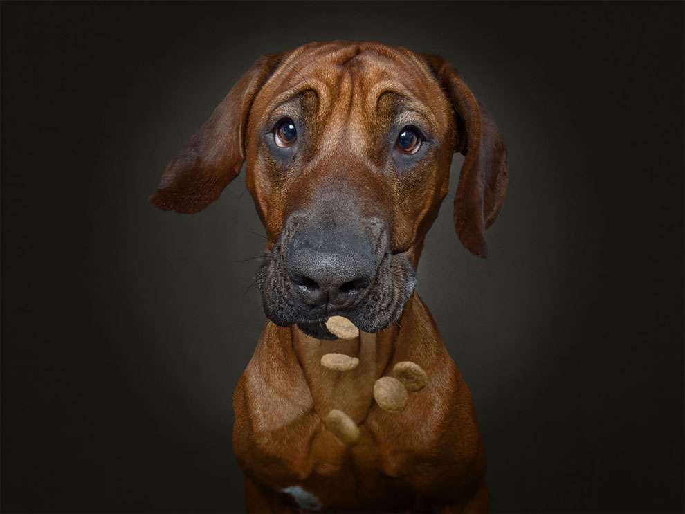 ChristianVieler 3 fotografía perros humor curiosidad animales