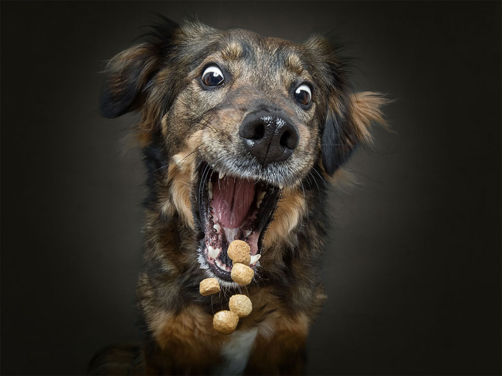 ChristianVieler 4 fotografía perros humor curiosidad animales
