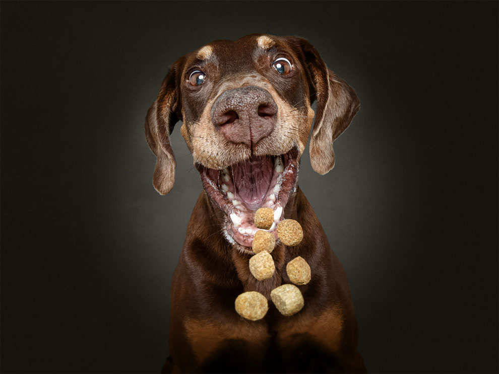 ChristianVieler 5 fotografía perros humor curiosidad animales