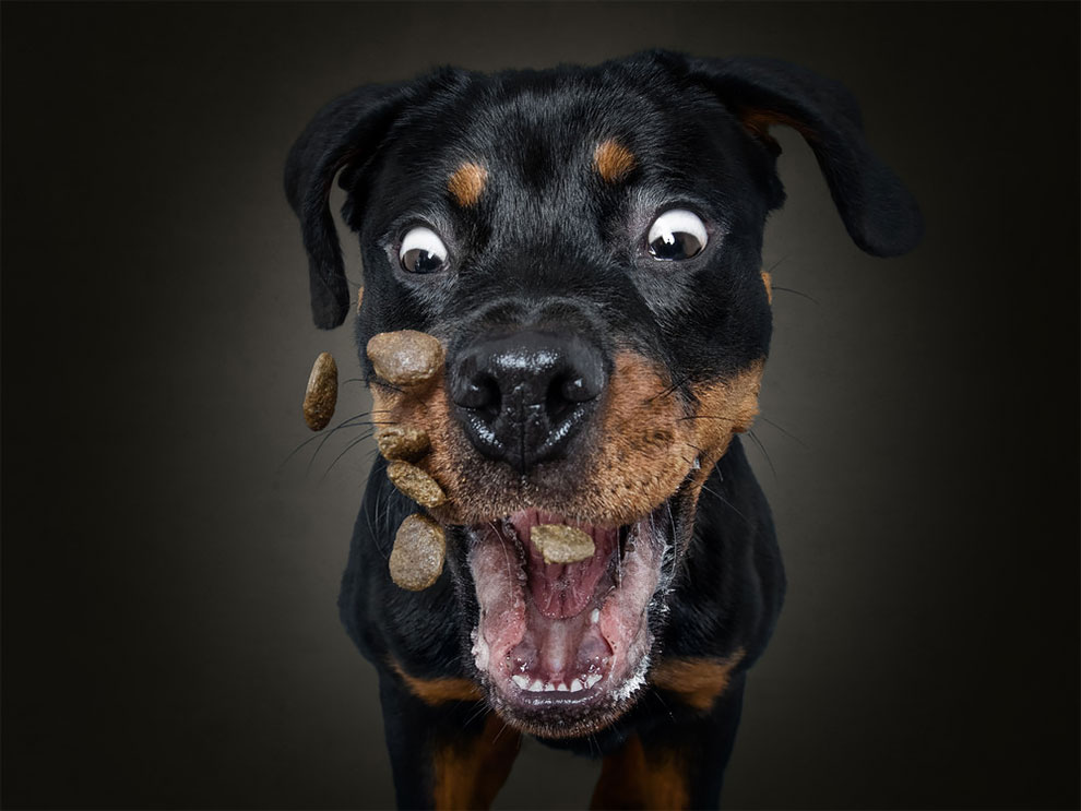 ChristianVieler 6 fotografía perros humor curiosidad animales