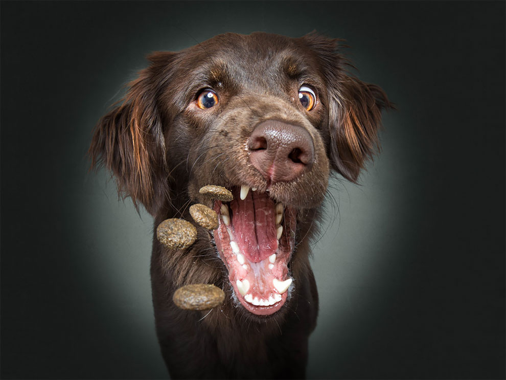 ChristianVieler 7 fotografía perros humor curiosidad animales