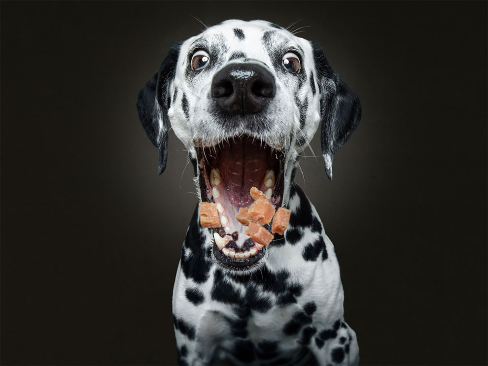 ChristianVieler 8 fotografía perros humor curiosidad animales