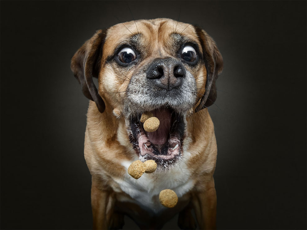 ChristianVieler 9 fotografía perros humor curiosidad animales