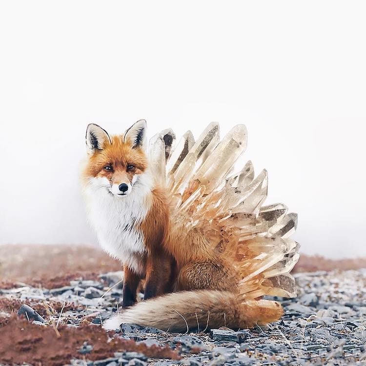 LuisaAzevedo 12 surrealismo naturaleza animales artedigital photoshop instagram