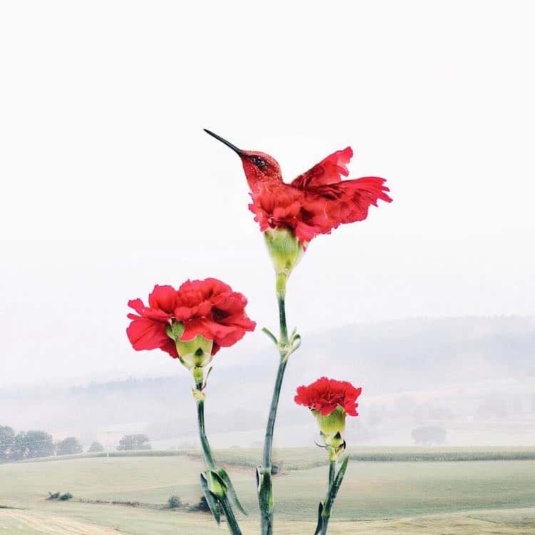LuisaAzevedo 15 surrealismo naturaleza animales artedigital photoshop instagram