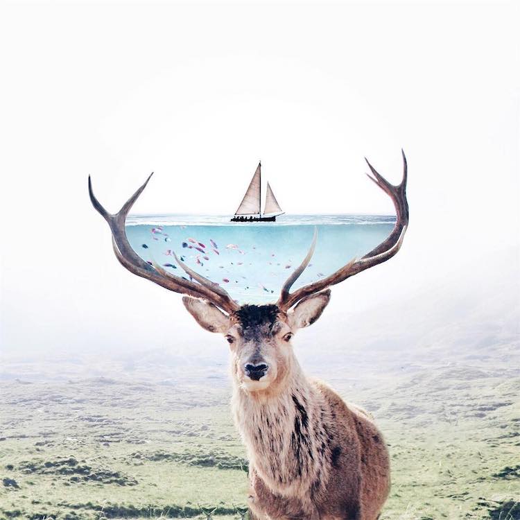 LuisaAzevedo 3 surrealismo naturaleza animales artedigital photoshop instagram