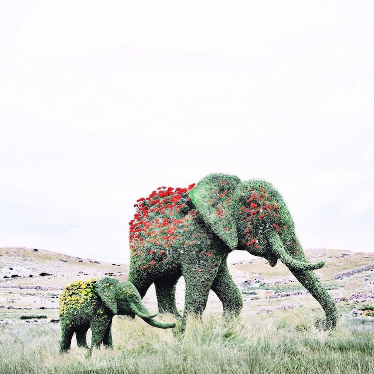 LuisaAzevedo 5 surrealismo naturaleza animales artedigital photoshop instagram