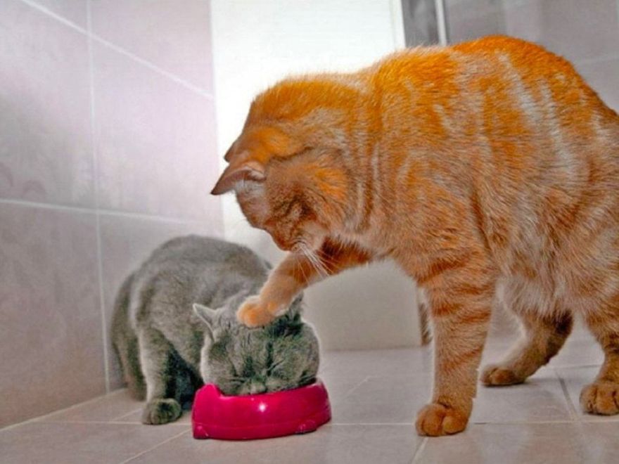 Meetisai 5 escultura gatos perros humor extravagancia frikismo