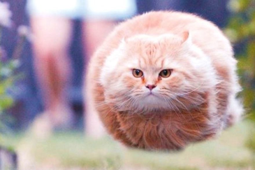 Meetisai 9 escultura gatos perros humor extravagancia frikismo