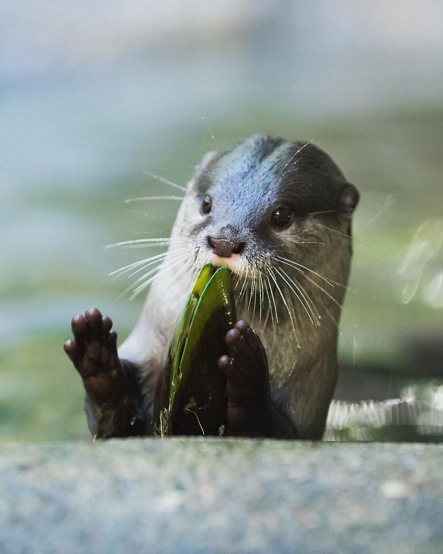 RobertIrwin 10 SteveIrwin fotógrafo fotografía naturaleza vidasalvaje ecología niñoprodigio