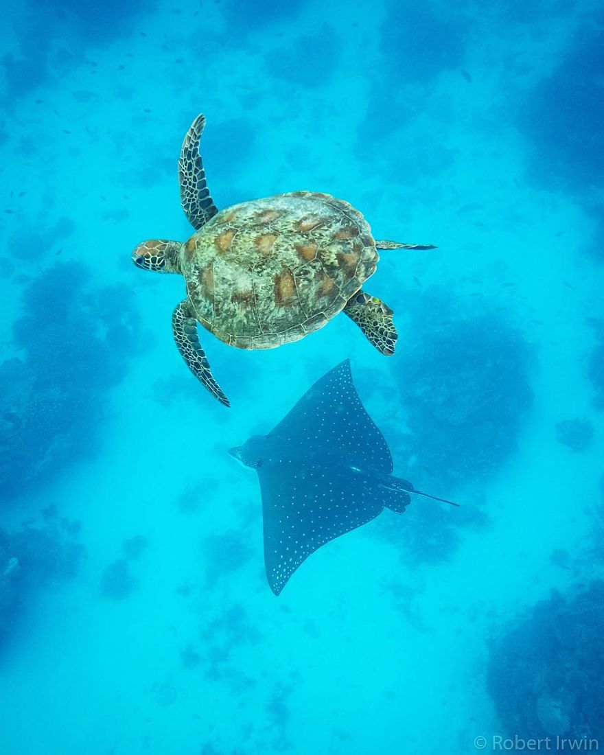 RobertIrwin 11 SteveIrwin fotógrafo fotografía naturaleza vidasalvaje ecología niñoprodigio