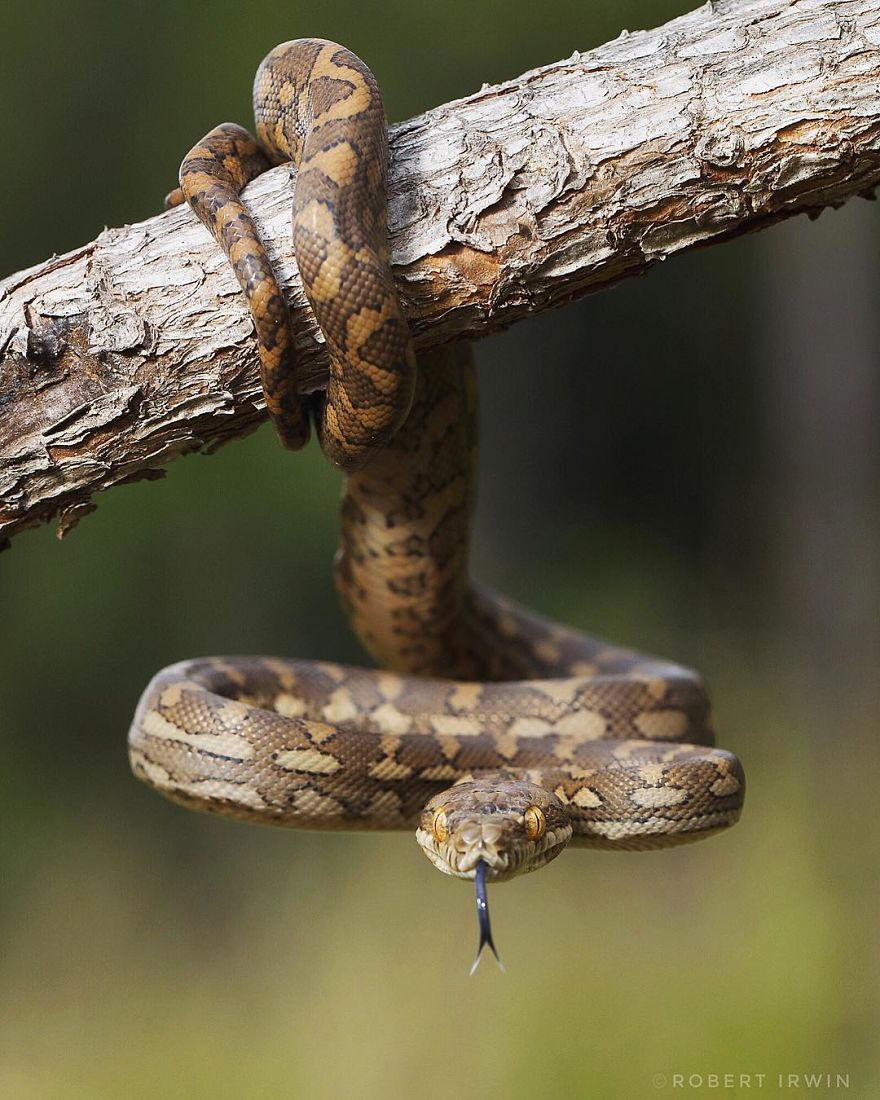 RobertIrwin 14 SteveIrwin fotógrafo fotografía naturaleza vidasalvaje ecología niñoprodigio
