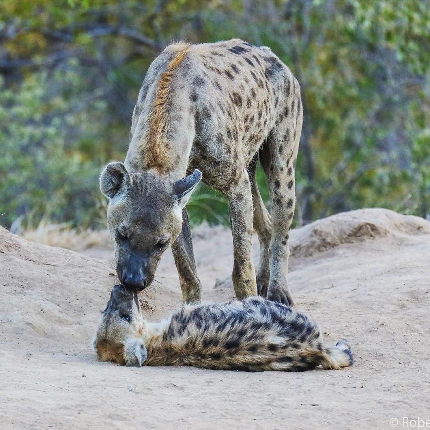 RobertIrwin 15 SteveIrwin fotógrafo fotografía naturaleza vidasalvaje ecología niñoprodigio