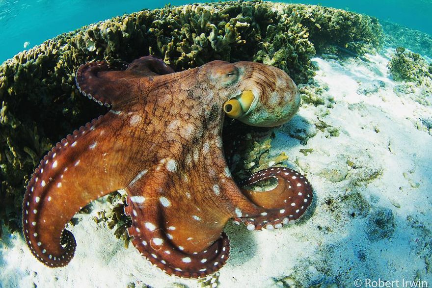 RobertIrwin 22 SteveIrwin fotógrafo fotografía naturaleza vidasalvaje ecología niñoprodigio