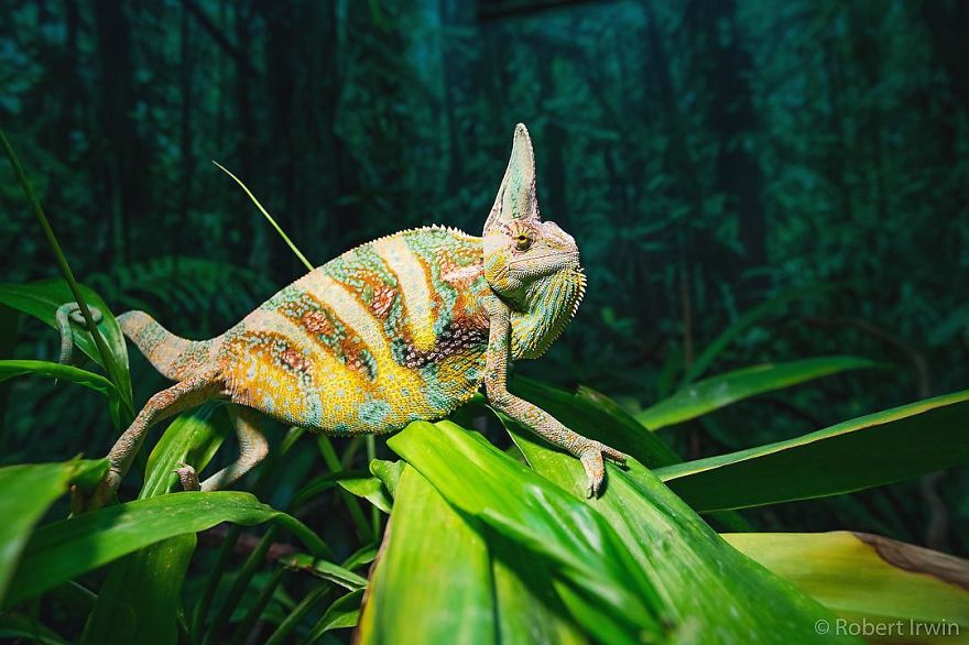 RobertIrwin 28 SteveIrwin fotógrafo fotografía naturaleza vidasalvaje ecología niñoprodigio