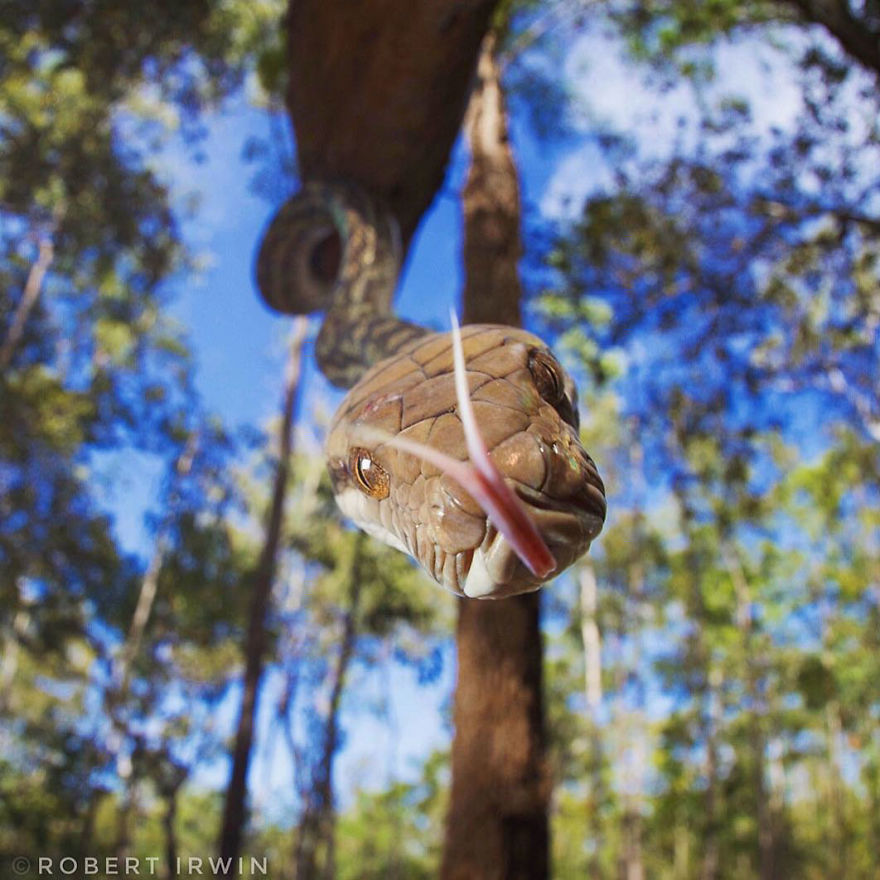 RobertIrwin 7 SteveIrwin fotógrafo fotografía naturaleza vidasalvaje ecología niñoprodigio