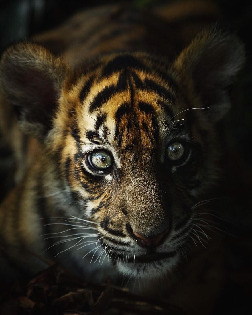 RobertIrwin 8 SteveIrwin fotógrafo fotografía naturaleza vidasalvaje ecología niñoprodigio