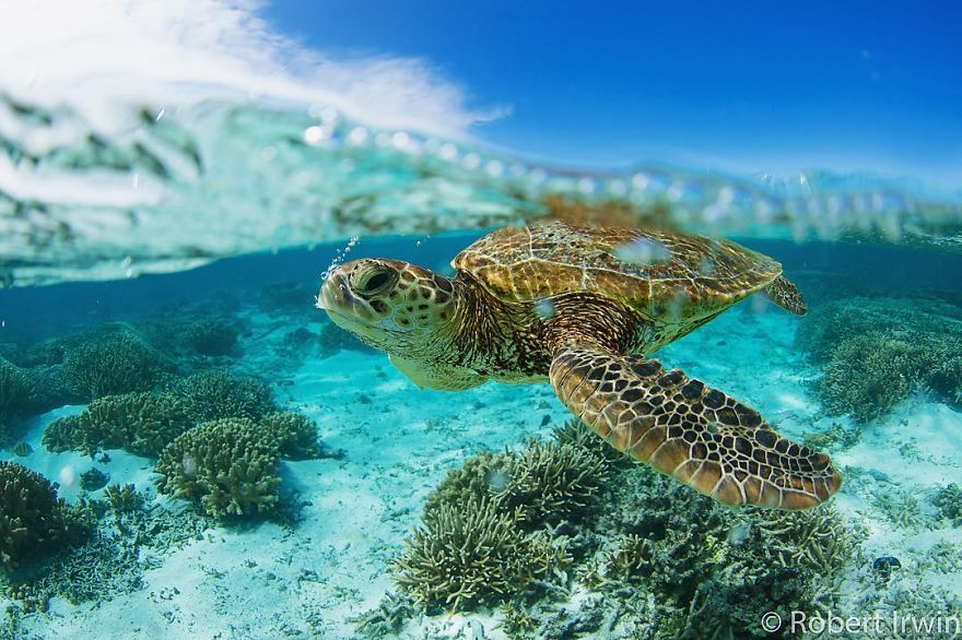 RobertIrwin 9 SteveIrwin fotógrafo fotografía naturaleza vidasalvaje ecología niñoprodigio