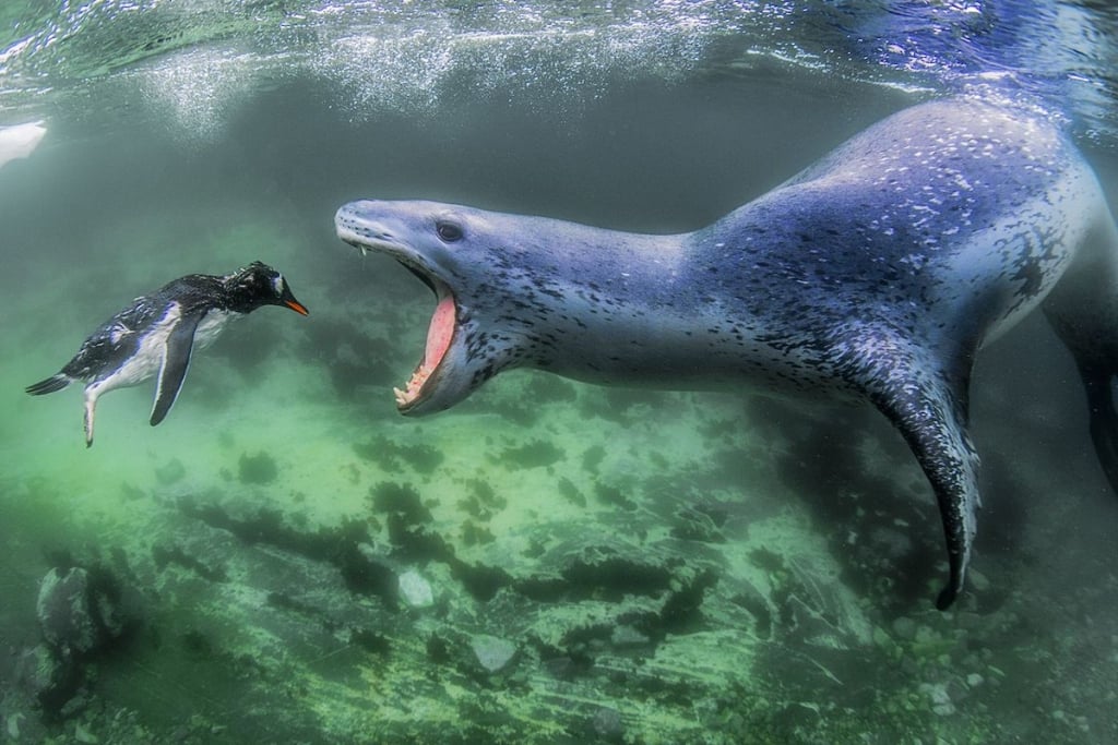 SienaInternationalPhotoAwards2018 6 SIPA fotografía mundo premio planeta culturas