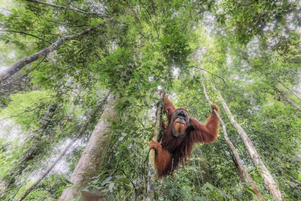 SienaInternationalPhotoAwards2018 8 SIPA fotografía mundo premio planeta culturas
