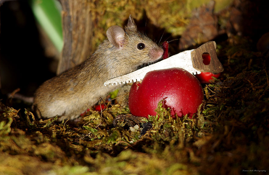 SimonDell 10 ratones fotografía vidasalvaje naturaleza fauna curiosidad estilodevida