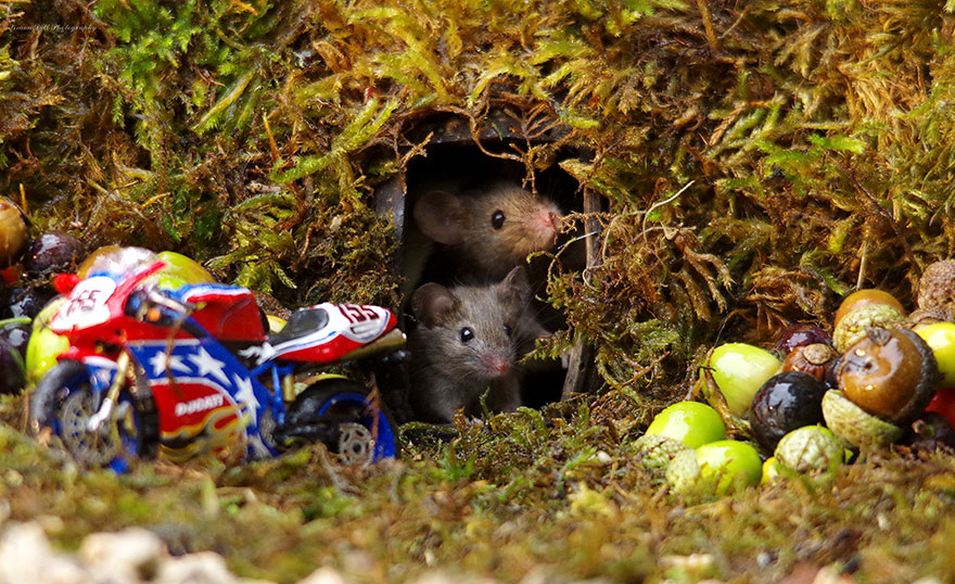 SimonDell 11 ratones fotografía vidasalvaje naturaleza fauna curiosidad estilodevida