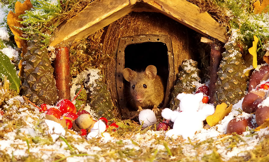 SimonDell 12 ratones fotografía vidasalvaje naturaleza fauna curiosidad estilodevida