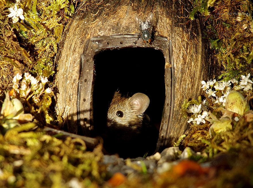 SimonDell 13 ratones fotografía vidasalvaje naturaleza fauna curiosidad estilodevida