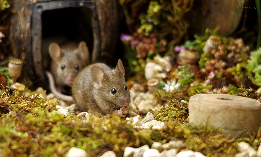 SimonDell 14 ratones fotografía vidasalvaje naturaleza fauna curiosidad estilodevida