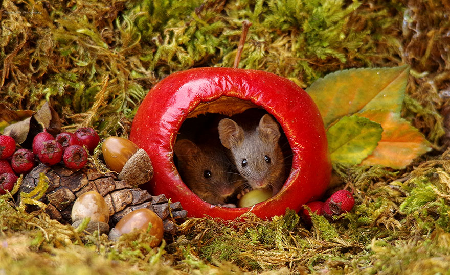 SimonDell 7 ratones fotografía vidasalvaje naturaleza fauna curiosidad estilodevida
