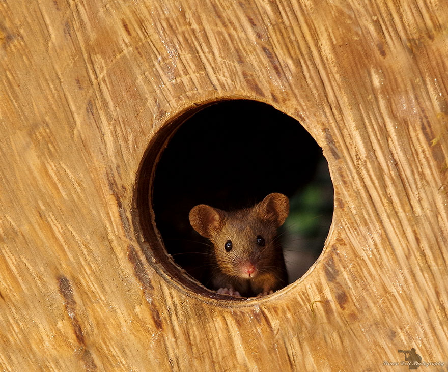 SimonDell 8 ratones fotografía vidasalvaje naturaleza fauna curiosidad estilodevida
