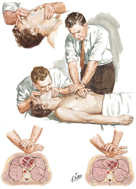 ilustraciones medicas Netter 05