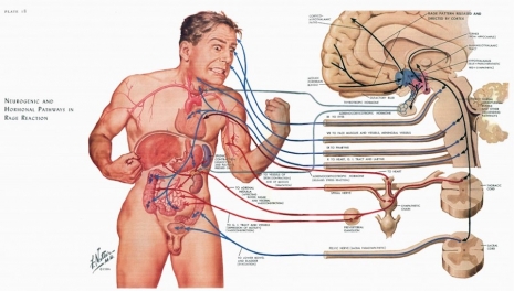 ilustraciones medicas Netter 11