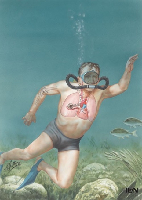 ilustraciones medicas Netter 18