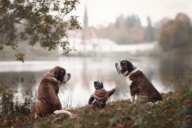 AndySeliverstoff 10 LittleKidsAndTheirBigDogs fotografía macotas perros infancia retratos belleza